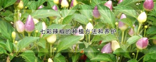 七彩辣椒的种植方法和养护,第1图