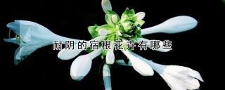 耐阴的宿根花卉有哪些,第1图