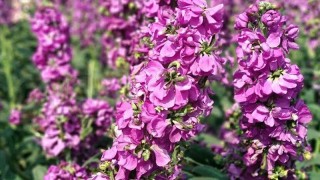 粉色紫罗兰花语,第1图