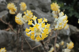 结香花什么时候开花，每年3~4月份开放,第3图