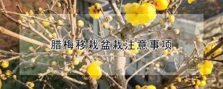 腊梅移栽盆栽注意事项,第1图