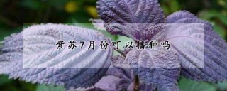 紫苏7月份可以播种吗,第1图