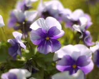 紫罗兰花语，代表着纯洁的爱、永恒的美、高尚的美德,第3图