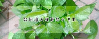 如何消灭绿萝的小飞虫,第1图