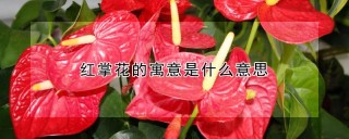 红掌花的寓意是什么意思,第1图