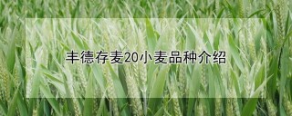 丰德存麦20小麦品种介绍,第1图