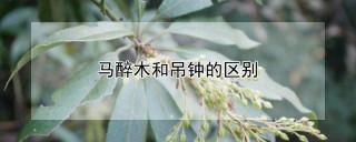 马醉木和吊钟的区别,第1图