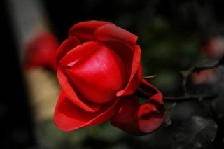 红玫瑰花代表什么意思,第2图