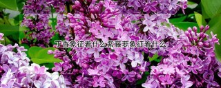 丁香象征着什么紫藤萝象征着什么,第1图