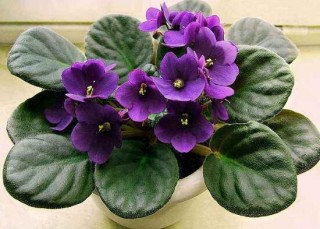 盆栽紫罗兰怎么养，紫罗兰的养殖方法,第1图