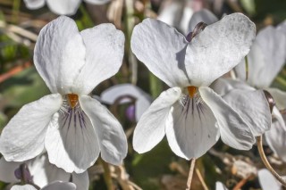 白色紫罗兰花语,第3图