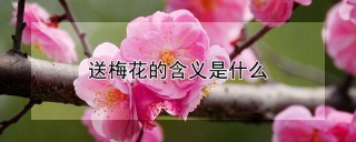 送梅花的含义是什么,第1图