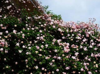 蔷薇花几年能爬满墙，蔷薇花爬墙办法,第2图