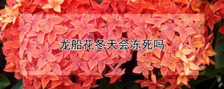 龙船花冬天会冻死吗,第1图