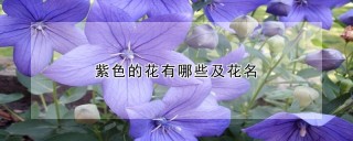紫色的花有哪些及花名,第1图