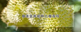 榴莲盆栽能种出榴莲吗,第1图