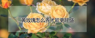 黄玫瑰怎么养才能更旺盛,第1图