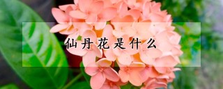 仙丹花是什么,第1图