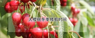 大樱桃冬季修剪时间,第1图