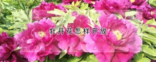 牡丹花怎样开放,第1图