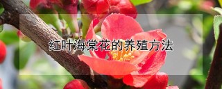 红叶海棠花的养殖方法,第1图