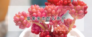 浆果多肉怎么养护,第1图