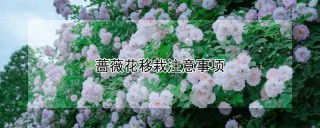 蔷薇花移栽注意事项,第1图