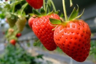 草莓什么时候移植最好 吃草莓的好处,第2图