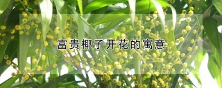 富贵椰子开花的寓意,第1图