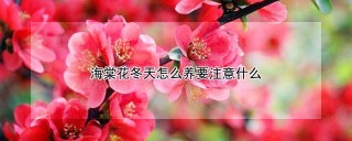 海棠花冬天怎么养要注意什么,第1图