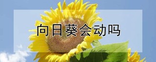 向日葵会动吗,第1图