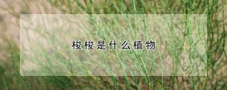 梭梭是什么植物,第1图