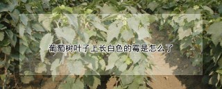 葡萄树叶子上长白色的霉是怎么了,第1图