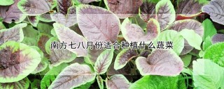 南方七八月份适合种植什么蔬菜,第1图