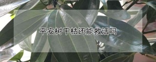 平安树干枯还能救活吗,第1图