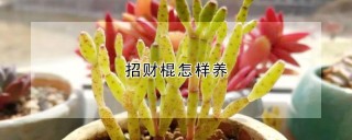 招财棍怎样养,第1图