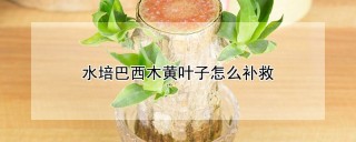 水培巴西木黄叶子怎么补救,第1图