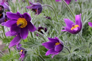 紫罗兰鲜花蔫了怎么办,第2图