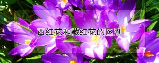 西红花和藏红花的区别,第1图