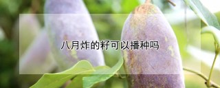 八月炸的籽可以播种吗,第1图