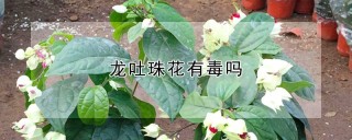 龙吐珠花有毒吗,第1图