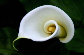 白马蹄莲花语是什么，寓意着忠贞不渝的爱情,第2图