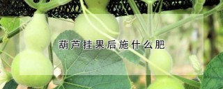 葫芦挂果后施什么肥,第1图