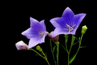 开紫花的植物,第3图