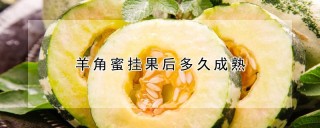 羊角蜜挂果后多久成熟,第1图