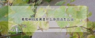 葡萄树叶发黄是什么原因该怎么治,第1图