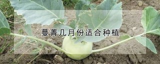 蔓菁几月份适合种植,第1图