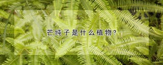 芒纯子是什么植物?,第1图