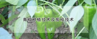 青椒种植技术及剪枝技术,第1图