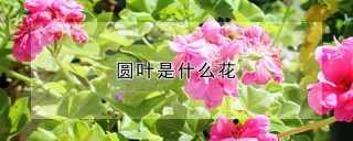 圆叶是什么花,第1图